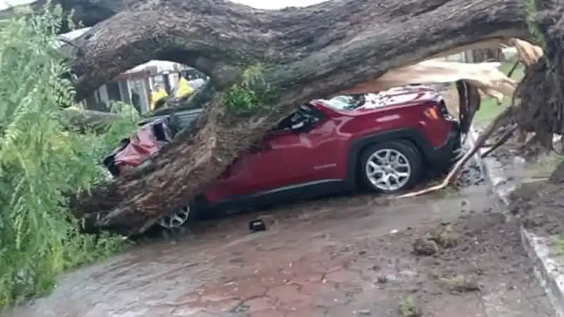 Un árbol se vino abajo y destruyó un auto que estaba estacionado