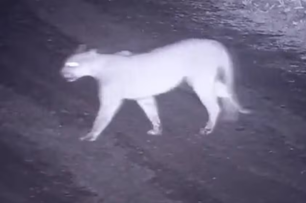Se desplegó un operativo especial para atrapar al animal