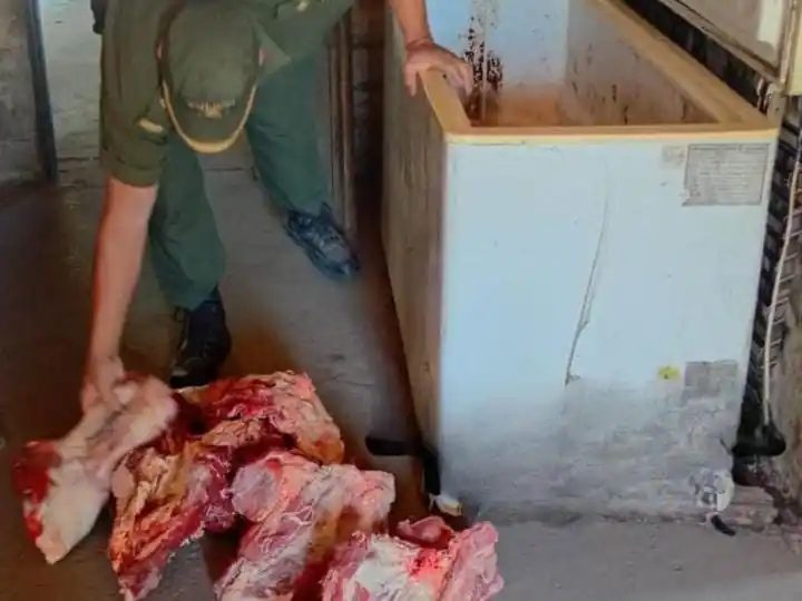 Los Pumas incautaron 230 kilos de carne de dudosa procedencia y aprehendieron a un hombre - 1