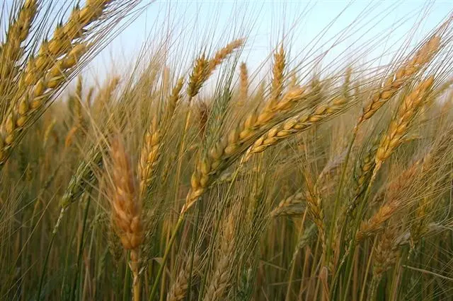 Para el campo, "la problemática del trigo debe asumirla el Gobierno nacional"