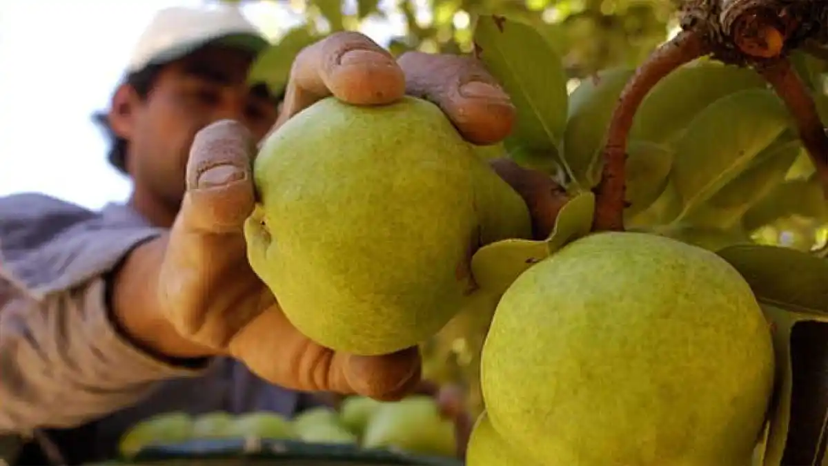 Crecen las economías regionales con “signos de crisis”