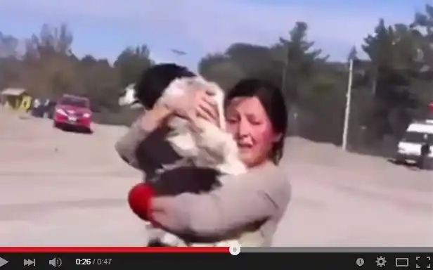 Video: El reencuentro de una mujer con su perro tras la erupción del Calbuco