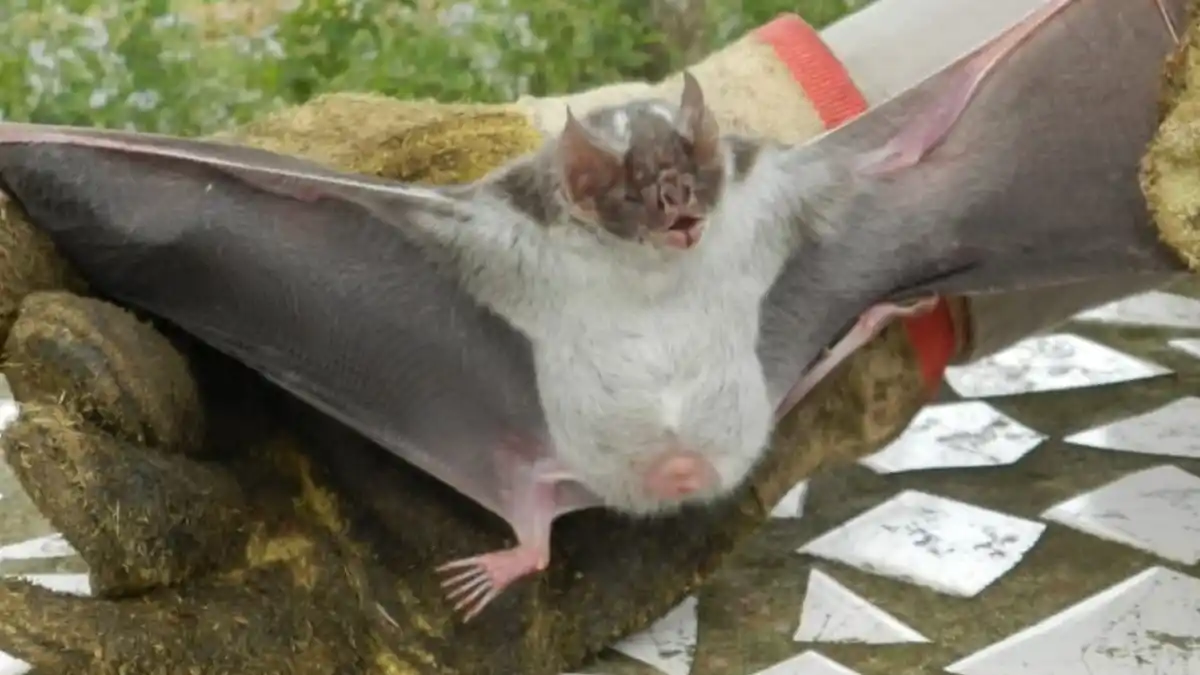 Se registra un brote de rabia paresiante en Chaco