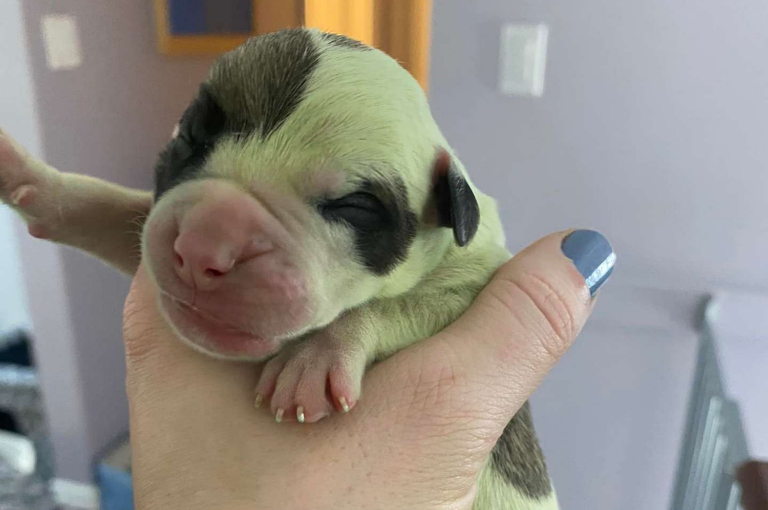 Insólito: nació una cachorrita de color verde y la nombraron “Fiona”