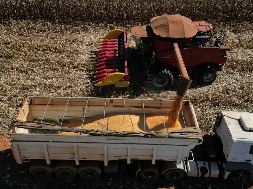 La cosecha de maíz caerá 12% este año.