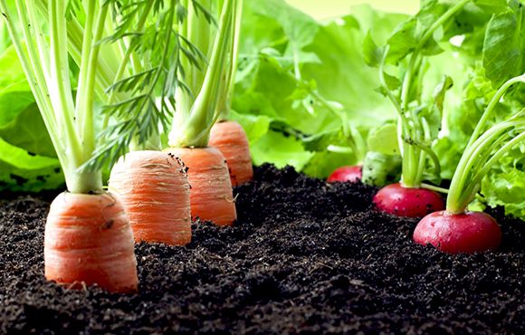 Realizan un encuentro por la salud de la tierra, los suelos y alimentos para un pueblo sano