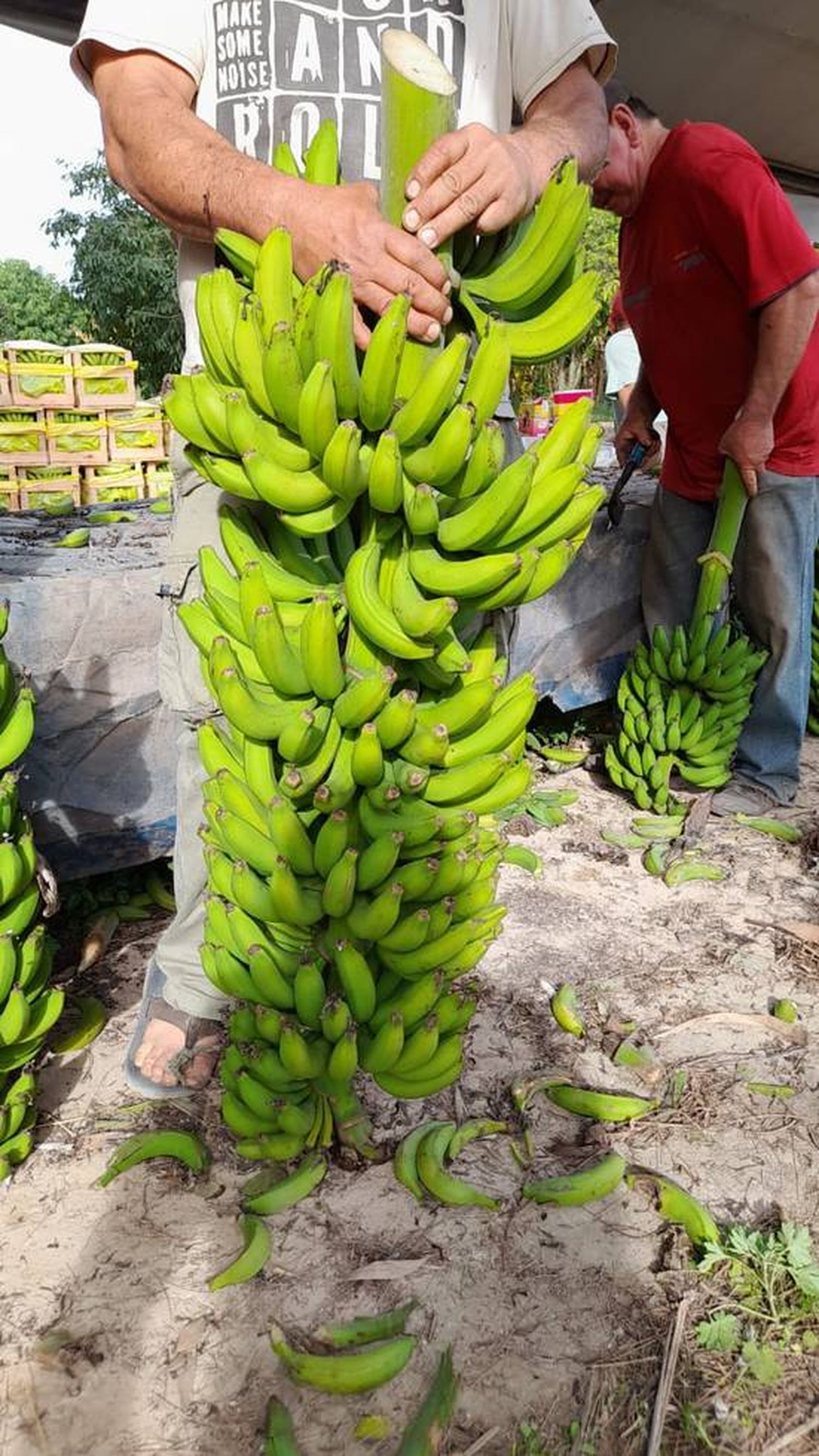 Comenzó el envío de cargamentos de 
banana con destino a mercados del NEA