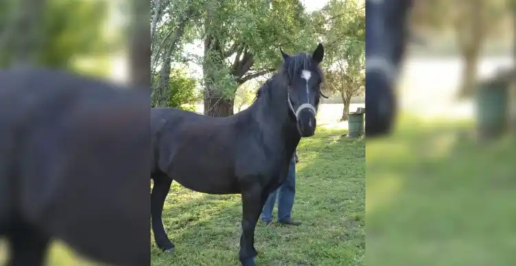 Robaron esta yegua