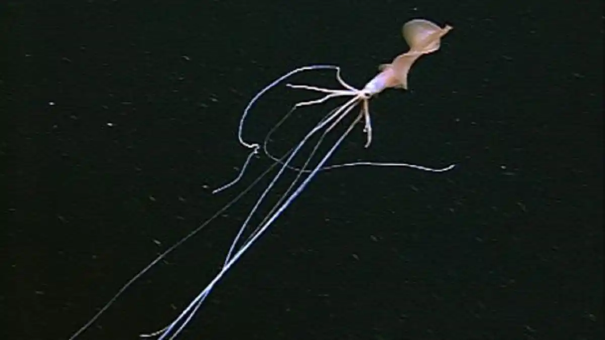 CONOCE a BIGFIN: el calamar gigante más raro y esquivo del mundo