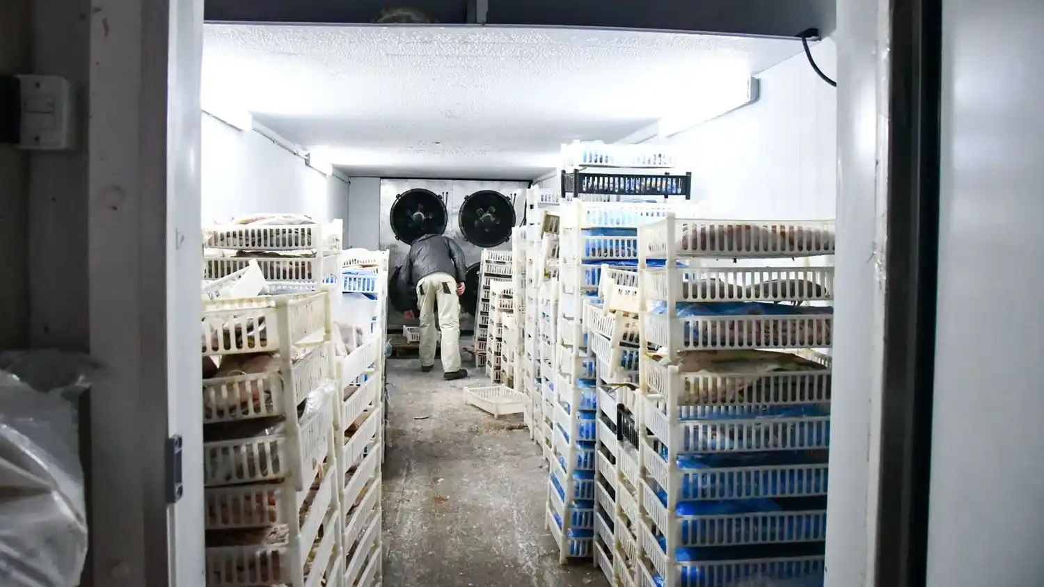 Operativos de control en frigoríficos de la provincia.