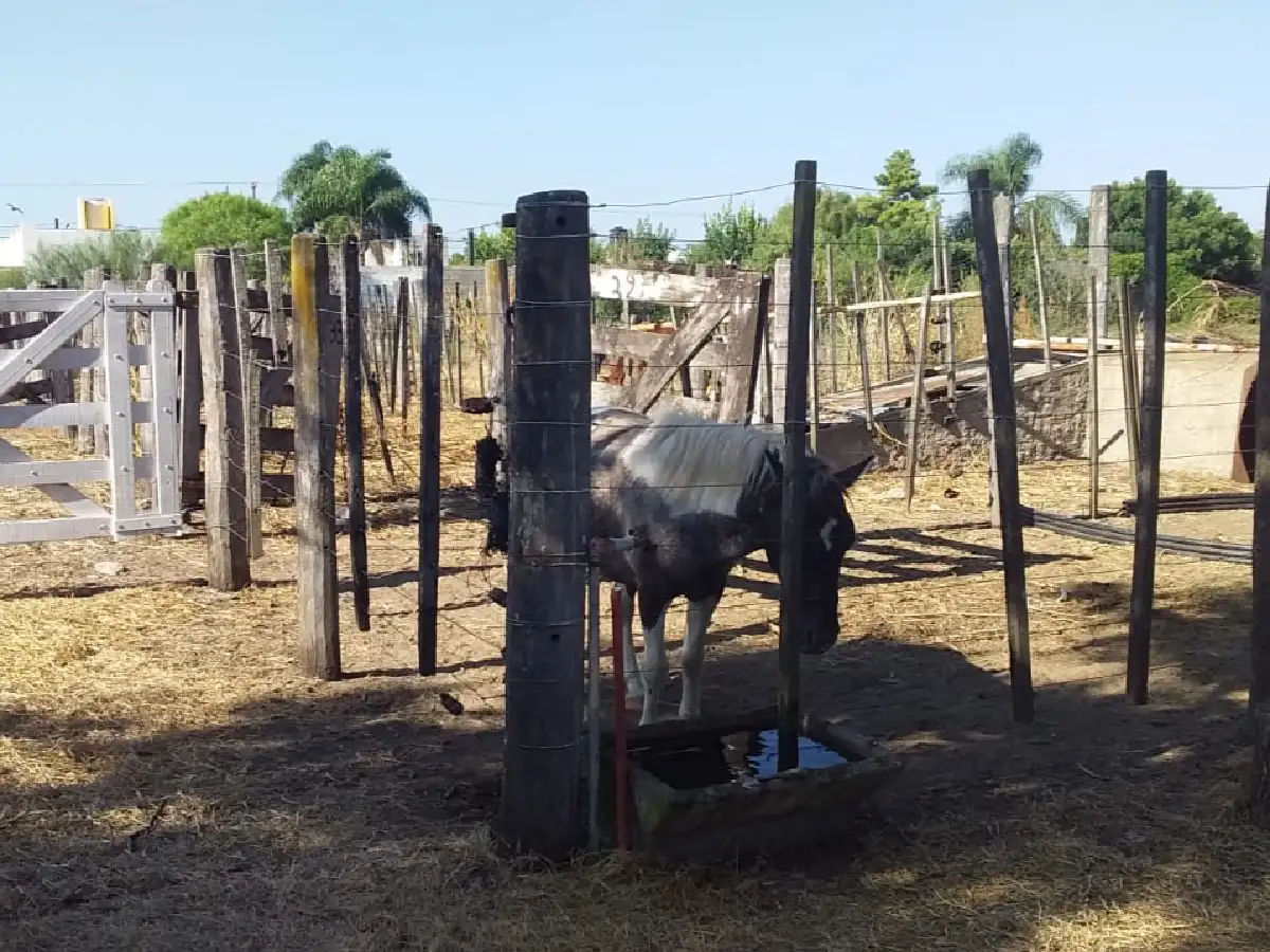 Tenencia irresponsable: secuestraron  tres caballos sueltos en los  barrios El Padro y Bouchard   