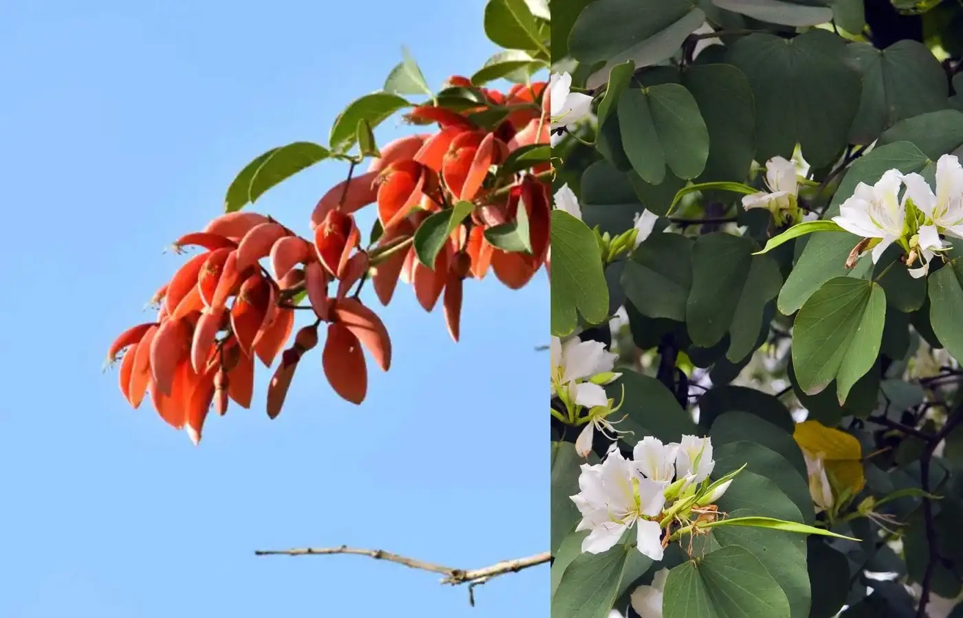 Producción de plantas autóctonas para forestación urbana