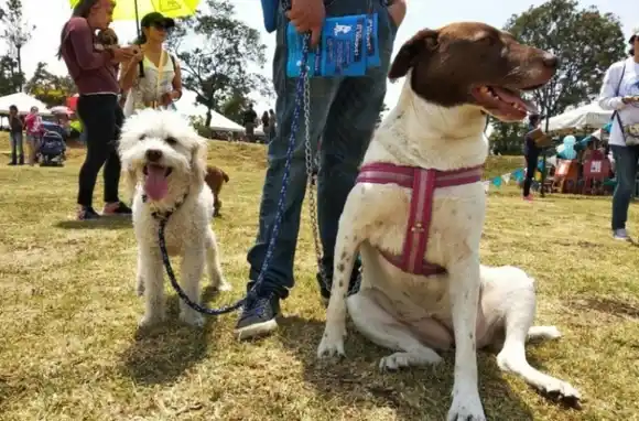 Llega este domingo el Festival Animal para recolectar donaciones