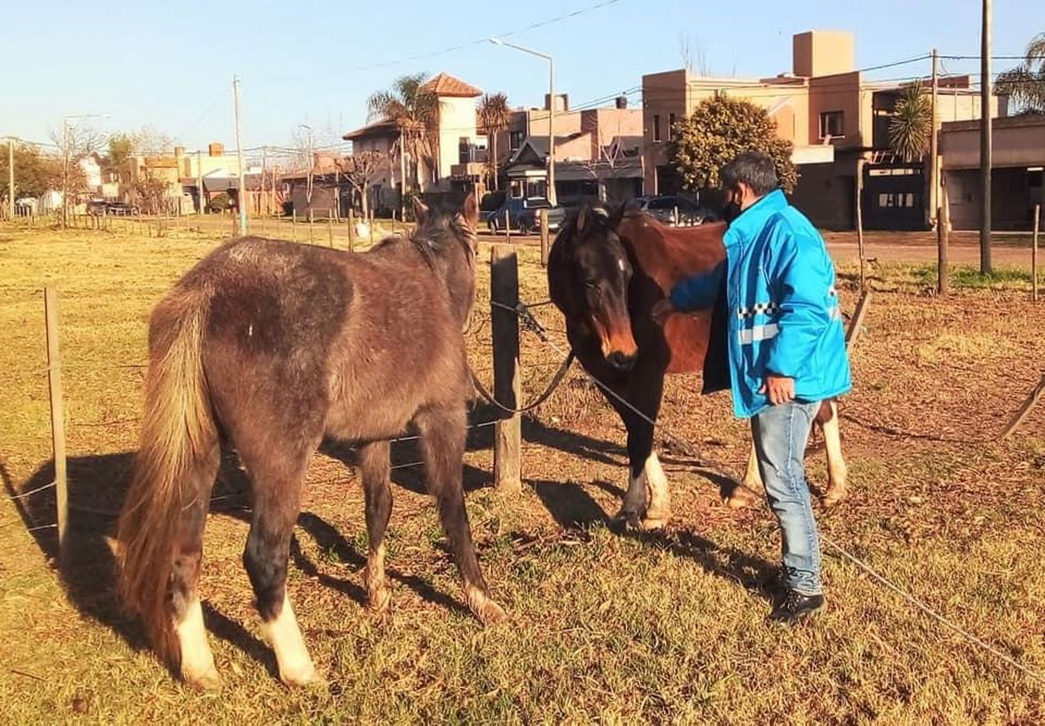 El área de Control Urbano municipal interviene ante la presencia de estos equinos.