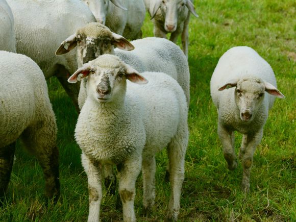La Buena Moza: robaron ovejas en un campo y a la noche siguiente, lechones