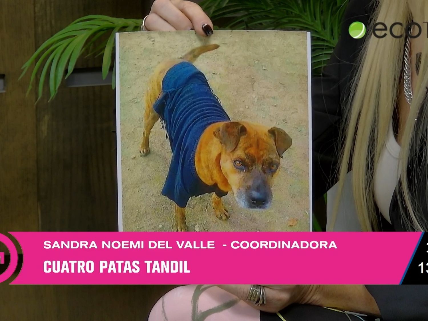 El trabajo de Protección de Cuatro Patas para animales vulnerables