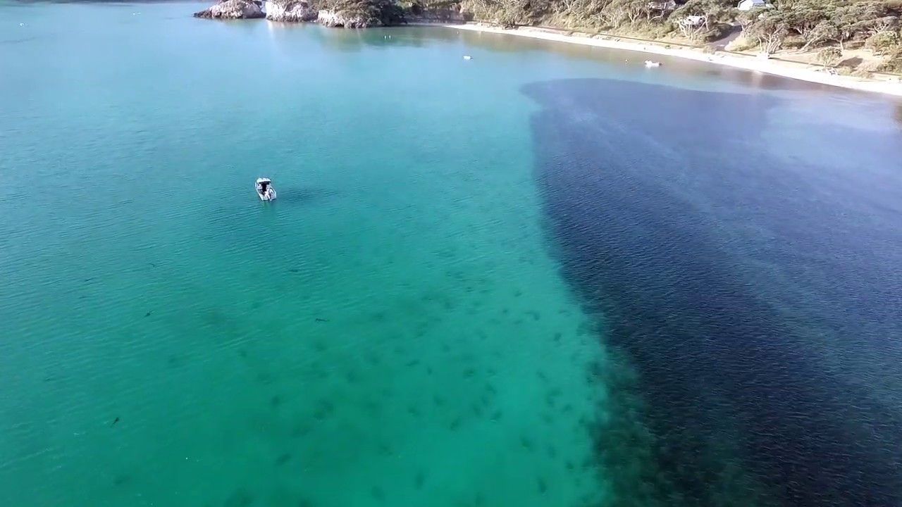 Cientos de tiburones invaden una bahía en Nueva Zelanda