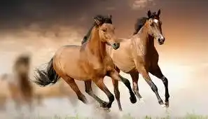Mi caballo criollo Overo Rosado