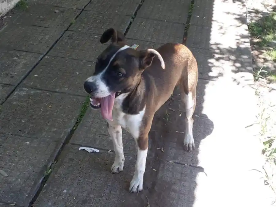 Encontraron un perrito en Colón y Chivilcoy