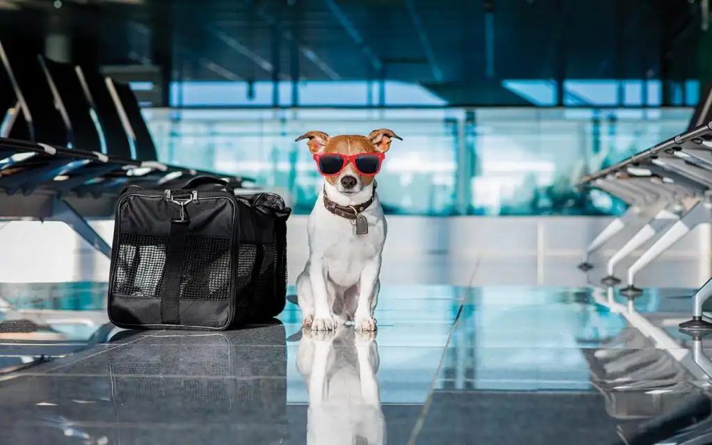 Consejos para volar con tu perro en vacaciones de invierno