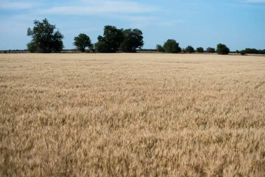 Trigo: derrumbe de los rendimientos en el centro norte de la provincia de Santa Fe