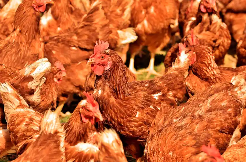 Se aplicaron medidas sanitarias para evitar la propagación y se mantiene una zona de vigilancia epidemiológica.