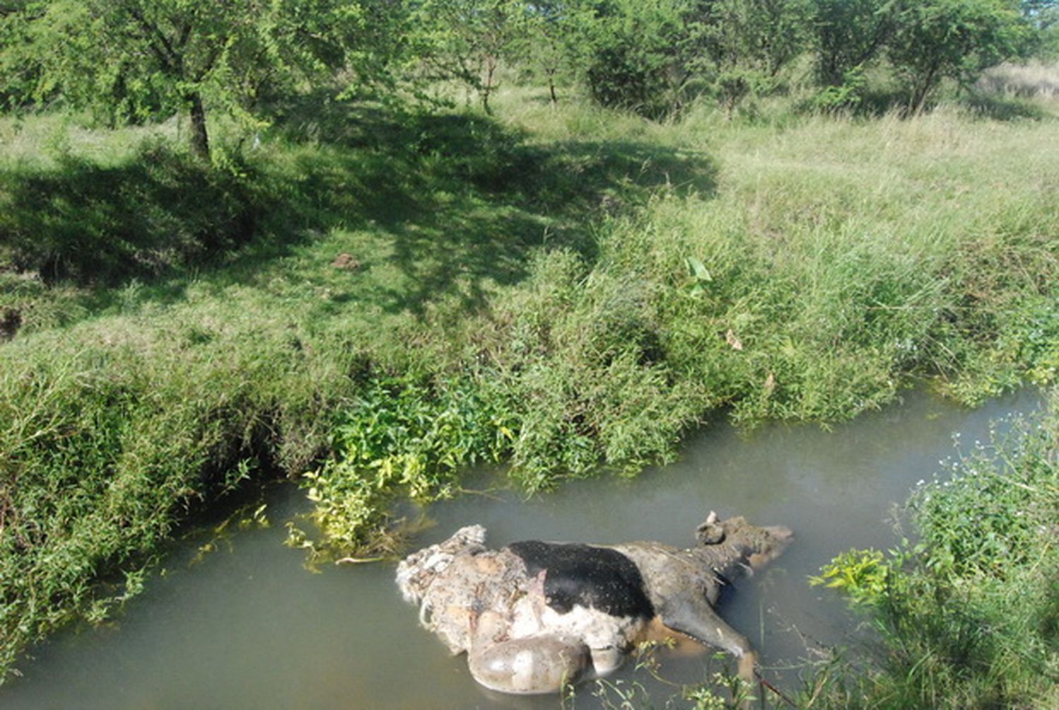 Carnearon una vaca en una chacra muy cerca de los barrios ATE 1 y 2