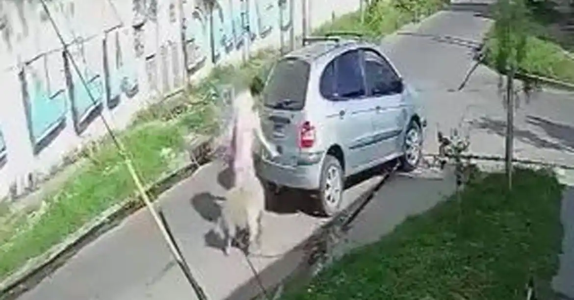 Insólito video en Lanús: Se robó una oveja que estaba pastando en la calle pero se arrepintió y la devolvió