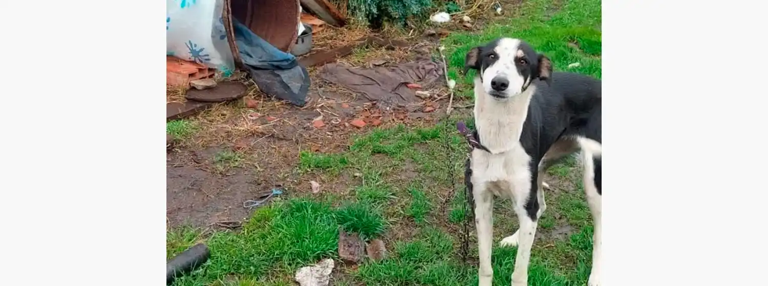 PetRun Palestra impulsaron un evento deportivo para promover la adopción responsable.