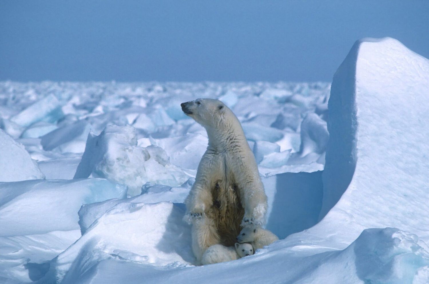 ¡ATAQUE POCO FRECUENTE! Oso Polar mata a 2 personas en Alaska