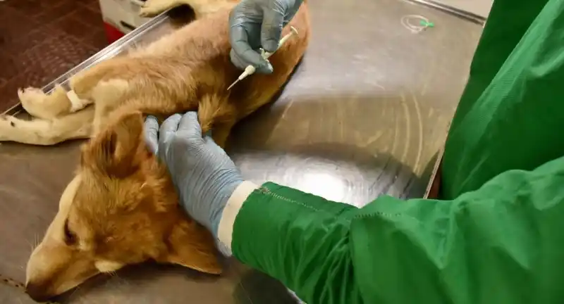 Cronograma de castraciones para los barrios