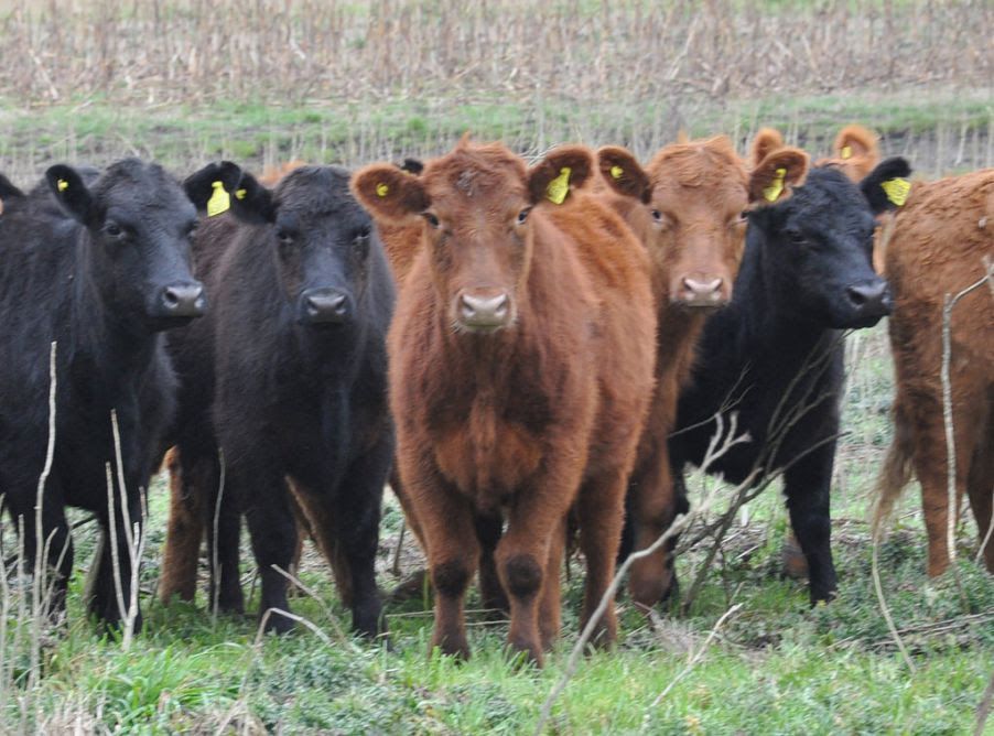 Resulta escasa la oferta europea para la carne del Mercosur