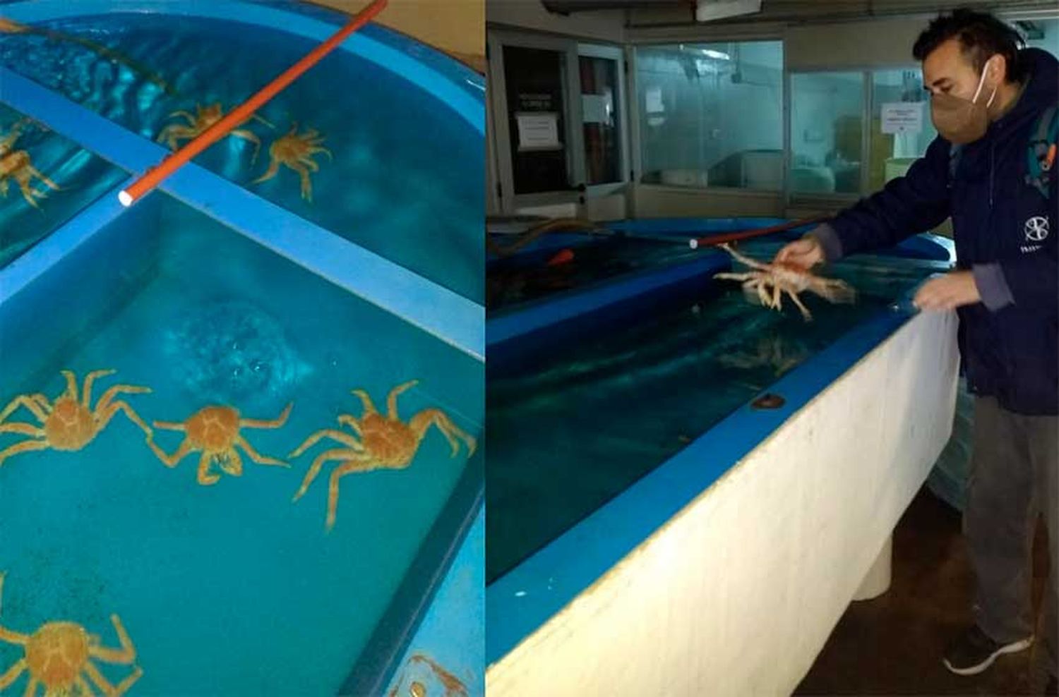 Se incorporaron 24 centollas hembras con huevos al acuario de INIDEP