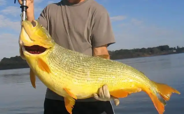 Nuevo período de veda para la pesca del dorado sobre la costa del río Uruguay