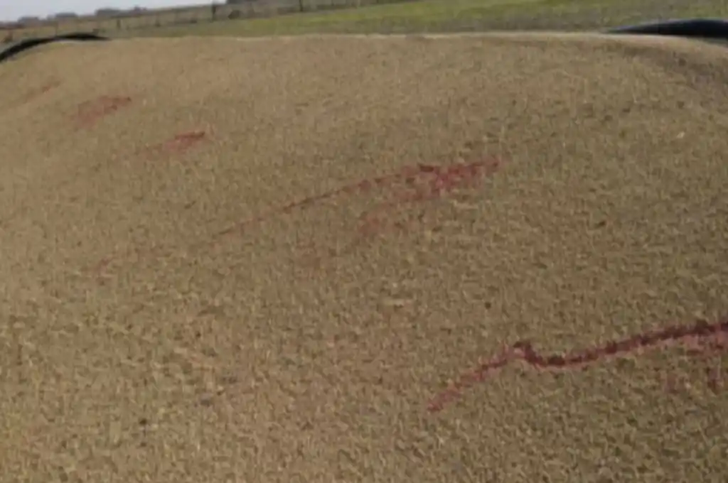 San Jerónimo Sud: rompen silobolsa y arrojan fungicida