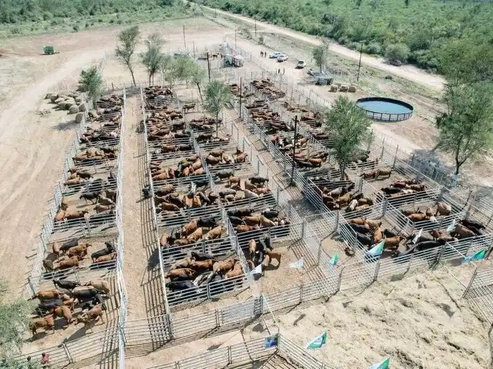 El vicegobernador acompañó el exitoso primer
remate de invernada en El Quemado Nuevo