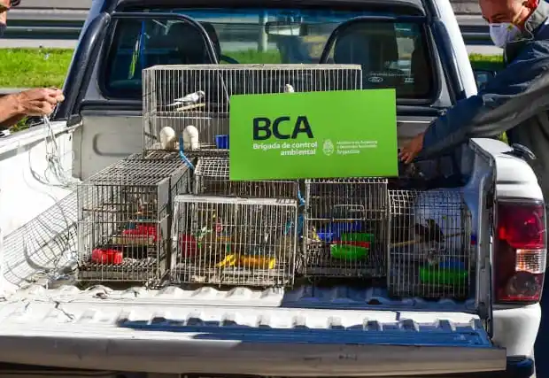 González Catán: Rescatan 68 aves víctimas del tráfico de fauna