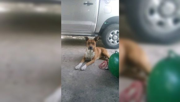 Se escapó Beto y lo buscan