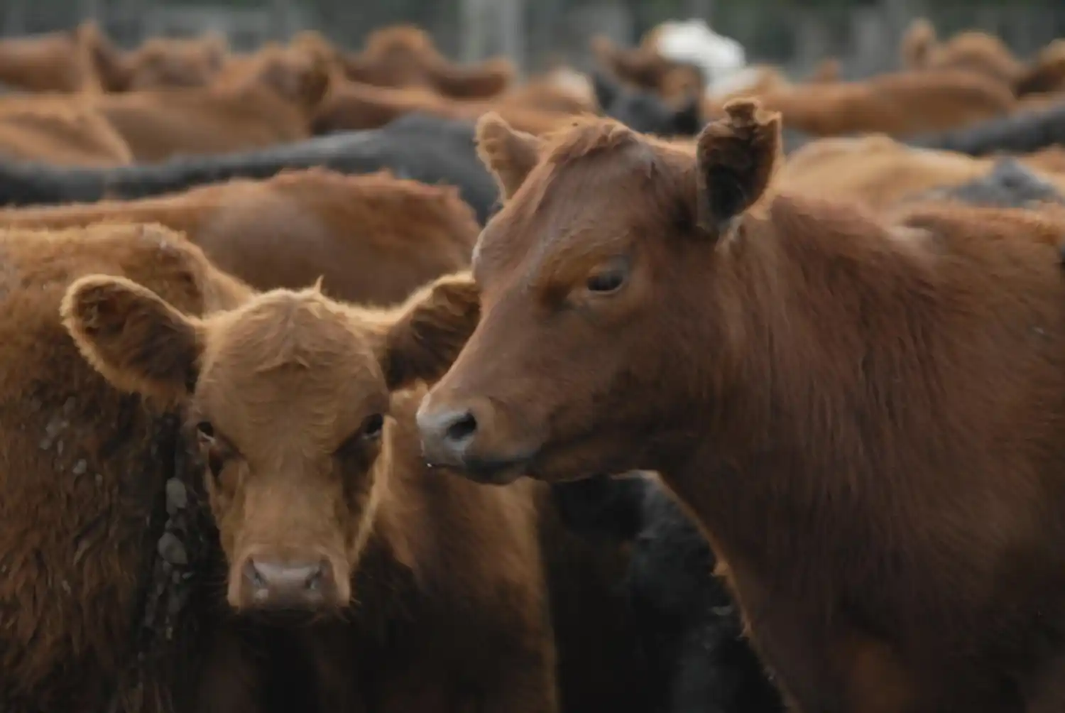 Modifican el peso mínimo de faena desde 2026