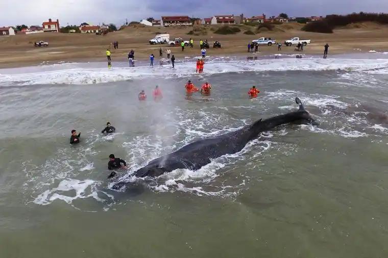 Prefectura rescató una ballena que encalló en Mar del Tuyú