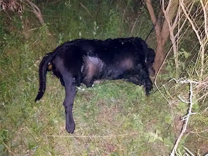 Denunciaron la muerte de perros por ahorcamiento