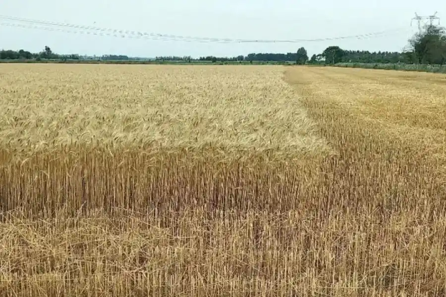 Con rindes acotados por la sequía, comenzó la cosecha de trigo en Santa Fe