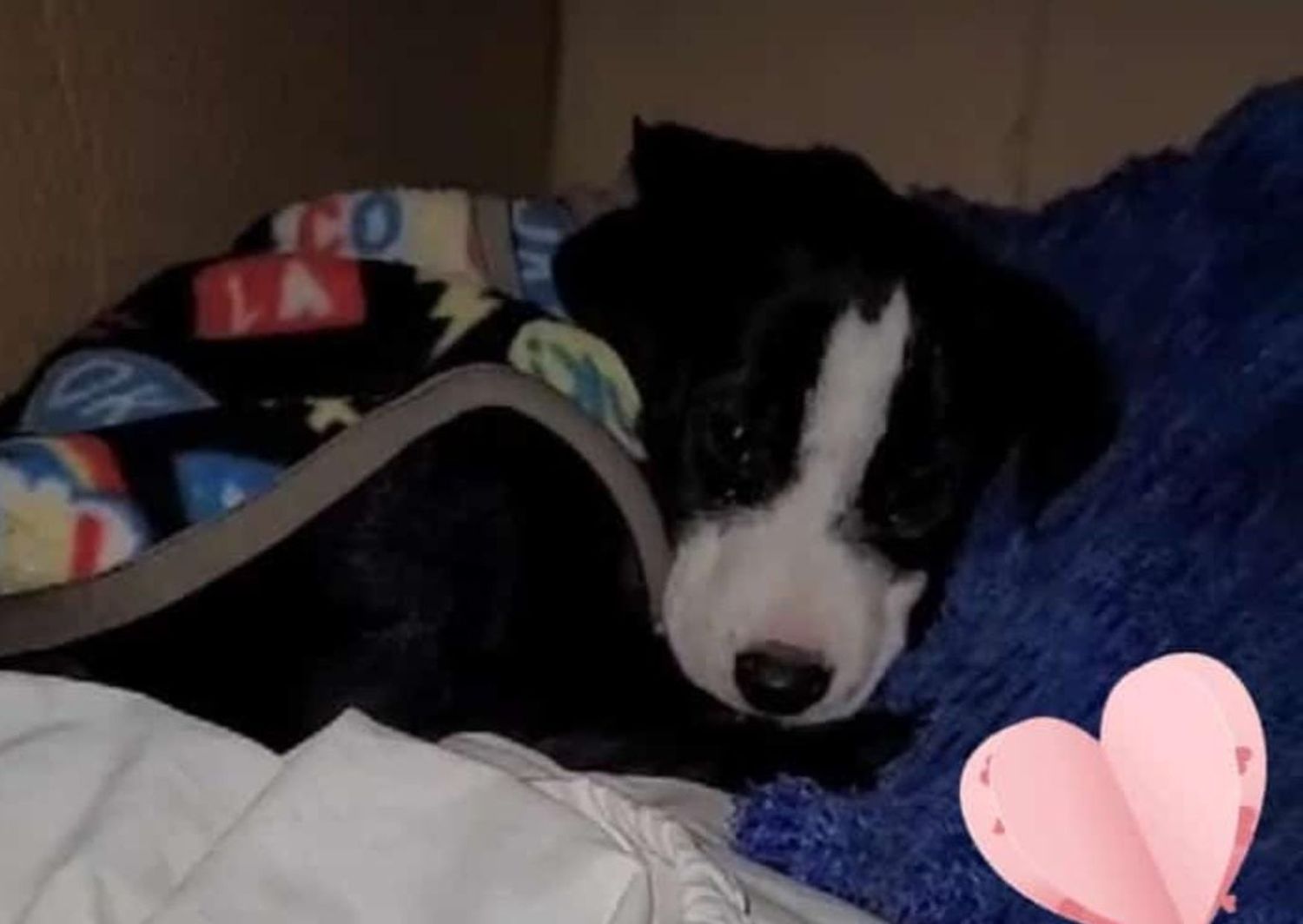 Mascotas: buscan tránsito o adopción responsable para Luna