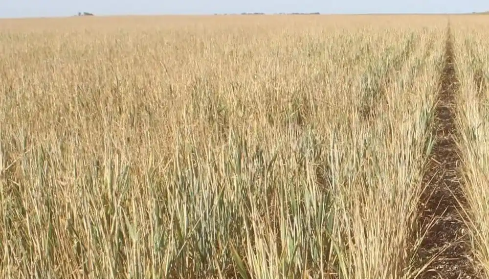 Mayo seco: las lluvias cayeron casi un 60% respecto al promedio histórico en Entre Ríos