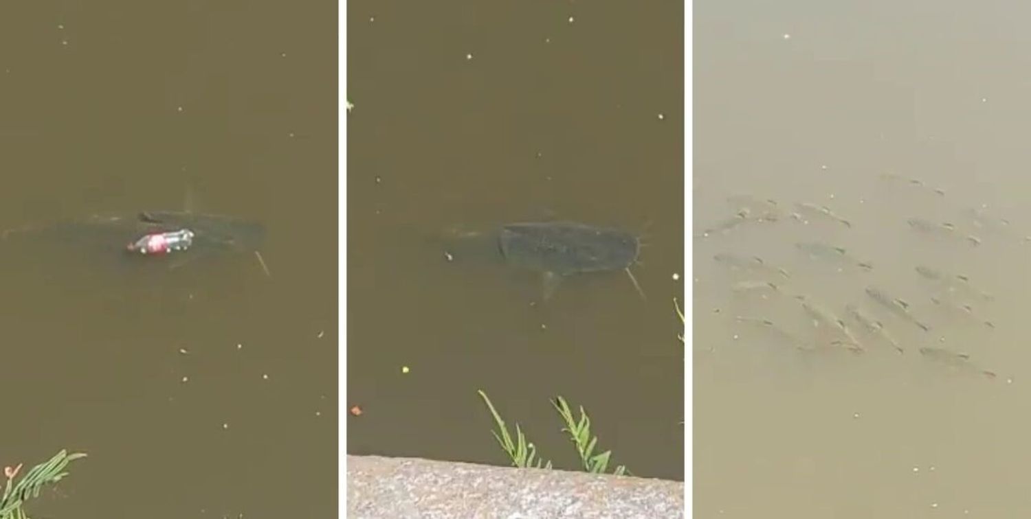 Video: sorpresa por la aparición de un surubí en aguas del Puerto de Santa Fe