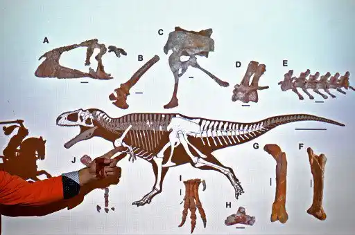 ¡DE ENORME CABEZA Y PEQUEÑOS BRAZOS! Descubren en Argentina nueva especie de dinosaurio