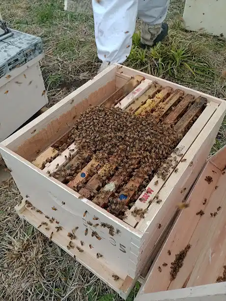Comenzó a funcionar en la Chacra Experimental El Arraigo una unidad demostrativa apícola