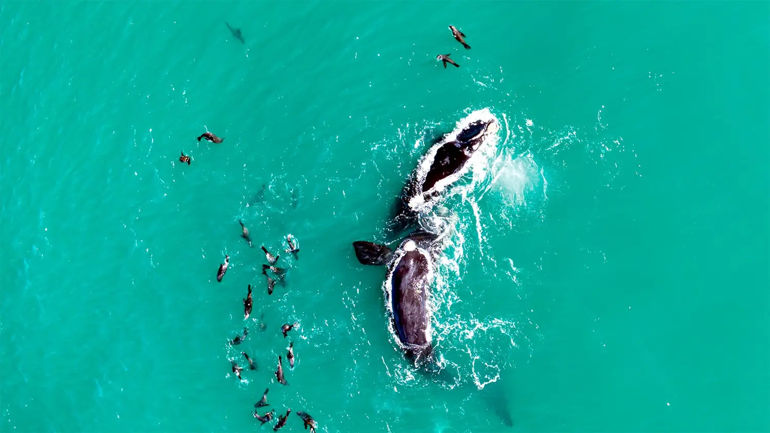“Año tras año tenemos muchas más ballenas en nuestras costas”