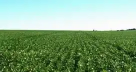 La soja se desarrolla en muy buenas condiciones en el centro norte santafesino