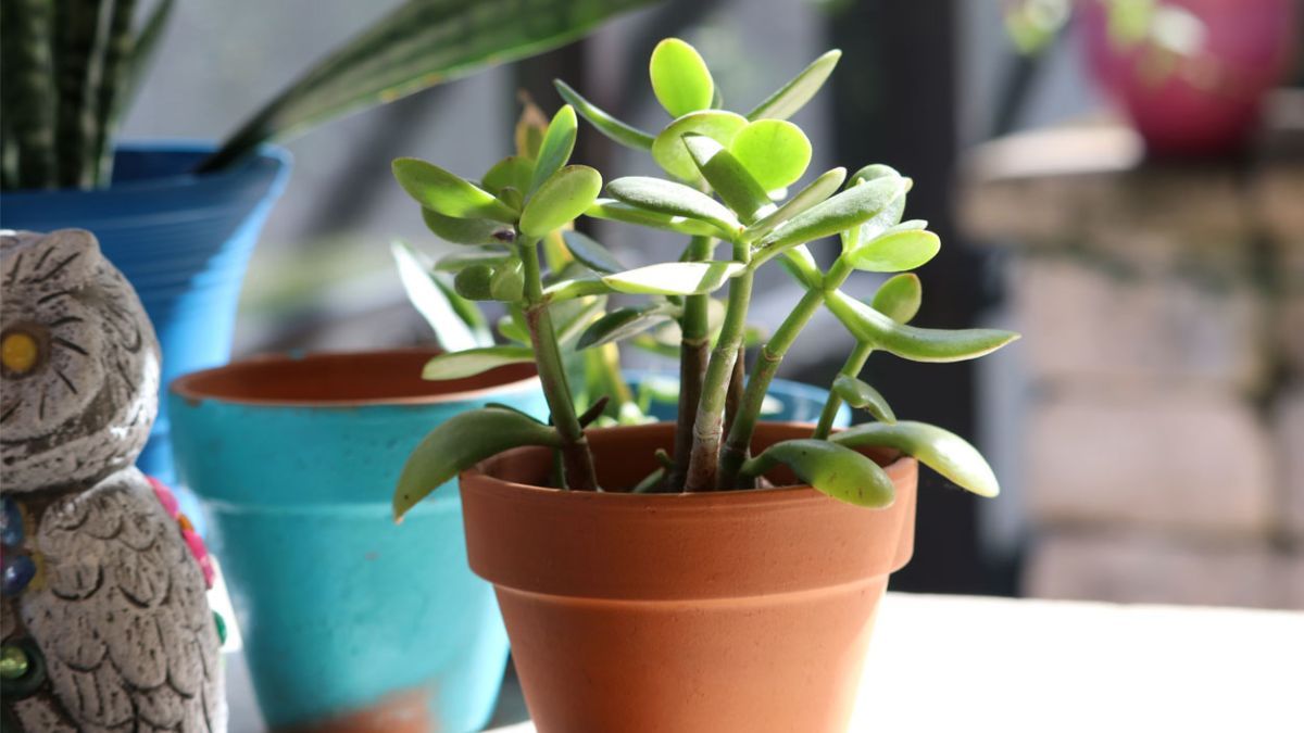 JADE: atrae la buena suerte y purifica el aire